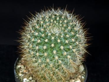 Sales plant (sample)